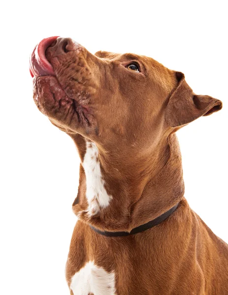 Pitbul köpek yalamaya dudaklar — Stok fotoğraf