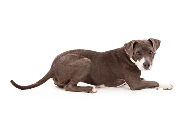 Pitbul köpek bırakmasını — Stok fotoğraf