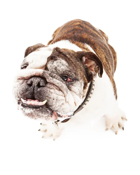 Bulldog With Under Bite — Stock Photo, Image