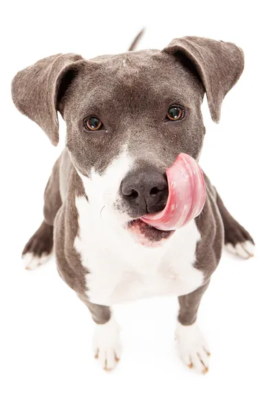 Pit Bull Lamiendo los labios del perro —  Fotos de Stock