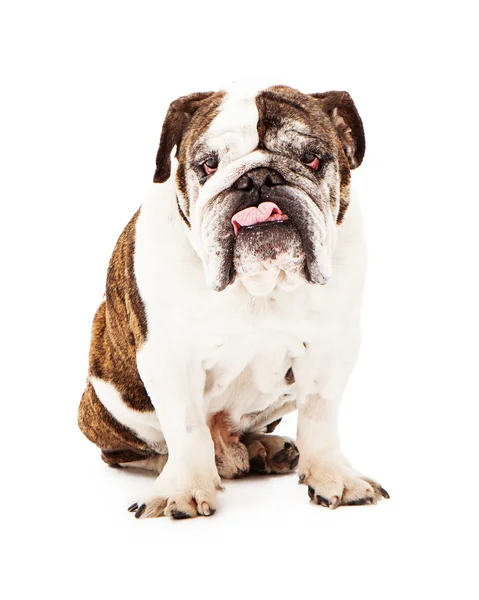 Inglês bulldog sticking tongue out — Fotografia de Stock