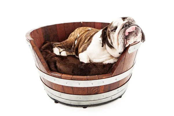 Bulldog durmiendo primer plano —  Fotos de Stock