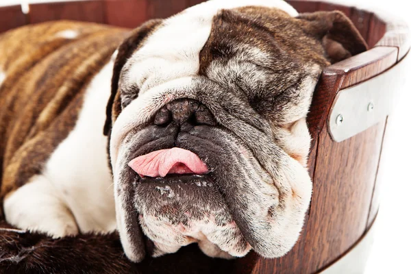 Bulldog sova närbild — Stockfoto