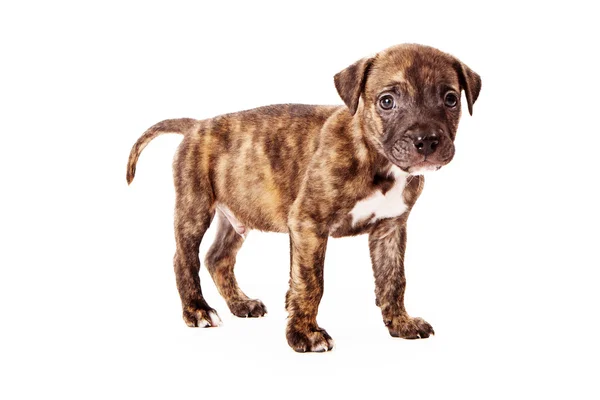 Brindle Colored Puppy — Stock Photo, Image