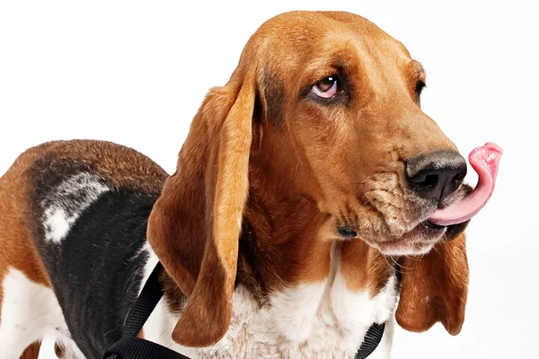 Basset hound s jazykem létání — Stock fotografie