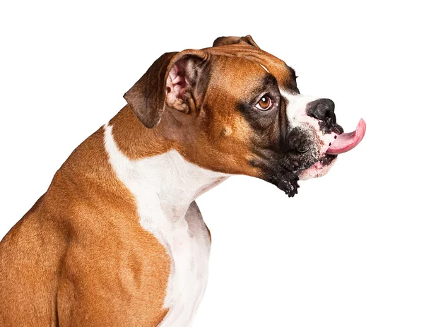 Boxer perro palanca la lengua hacia fuera — Foto de Stock