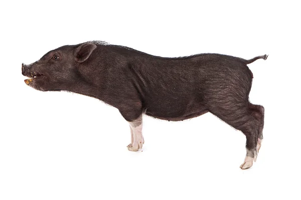 돼지 프로필 오픈 입 — 스톡 사진