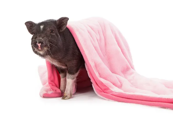 Cerdo en una manta — Foto de Stock