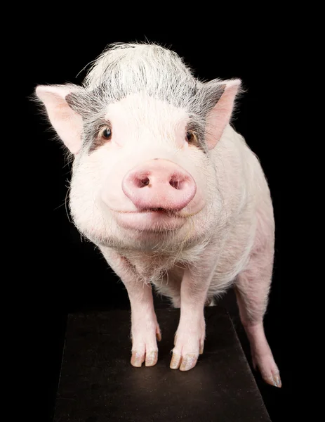 大腹便便的粉红猪 — 图库照片