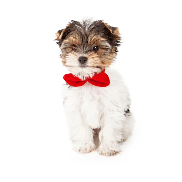 Yorkshire Terrier Puppy Wearing Red Bow Tie — Stock Photo, Image
