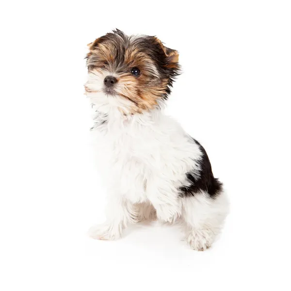 Yorkshire Terrier Filhote de cachorro com pata para cima — Fotografia de Stock