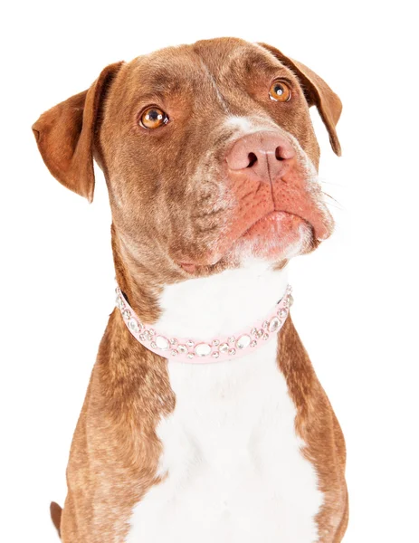 Stier van de kuil hond close-up — Stockfoto