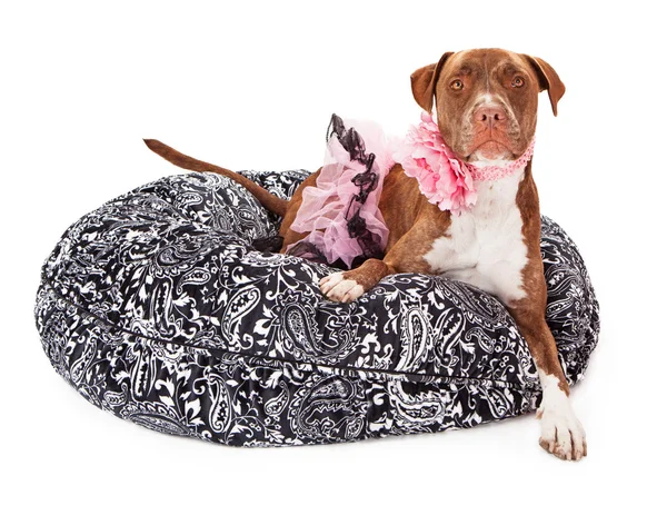 Pit Bull Dog Vestido de rosa — Fotografia de Stock