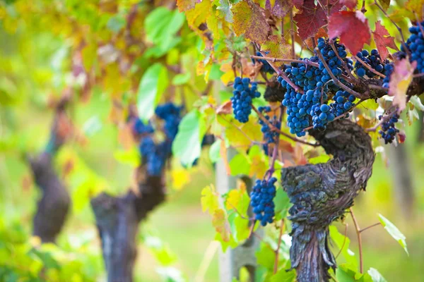 Uvas de vinha prontas para a colheita — Fotografia de Stock