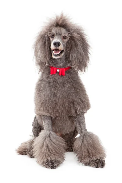 Cão de caniche com laço vermelho — Fotografia de Stock