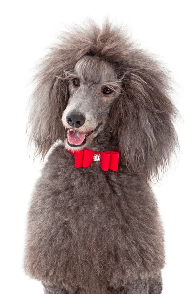 Poodle Stabdard con corbata de lazo rojo — Foto de Stock