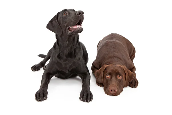 Дві собаки Лабрадор ретрівер укладання вниз — стокове фото