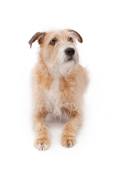 Gemengd ras grote sjofele hond vaststelling van — Stockfoto