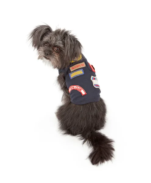 Kleine hond dragen scout outfit — Stockfoto