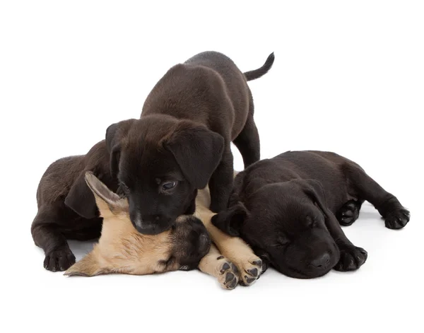 Puppy broers en zussen — Stockfoto