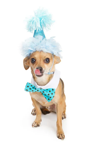 Chihuahua Dog Wearing Blue Birthday Hat — Stock Photo, Image