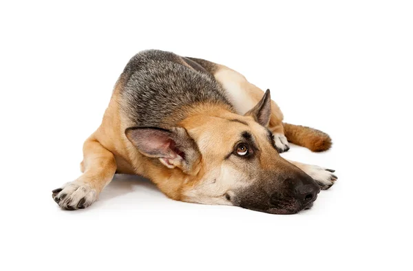 German Shepherd Dog Laying Down Looking Up — Stock Photo, Image