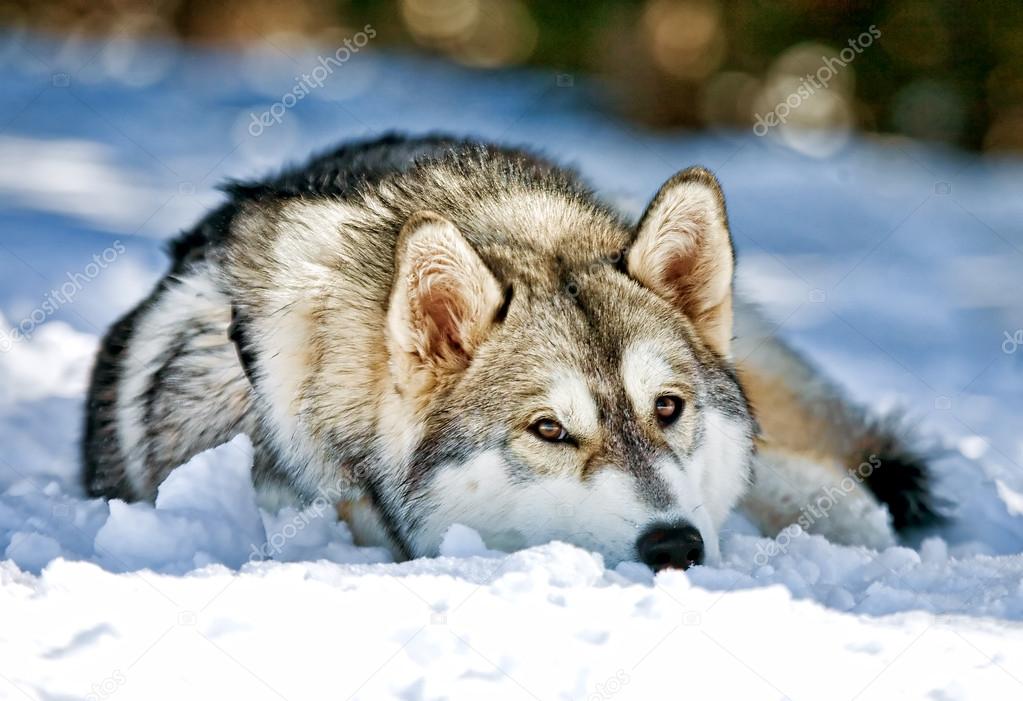 Siberian Husky Dog Laying In Snow