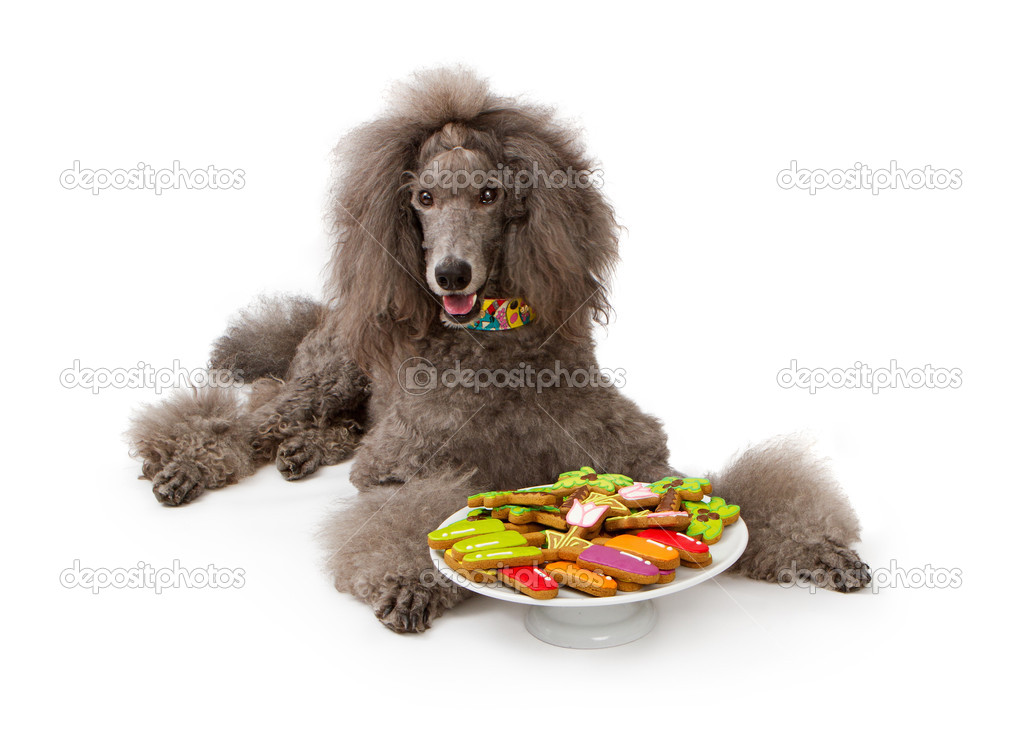 Grey Standard Poodle dog with Cookies