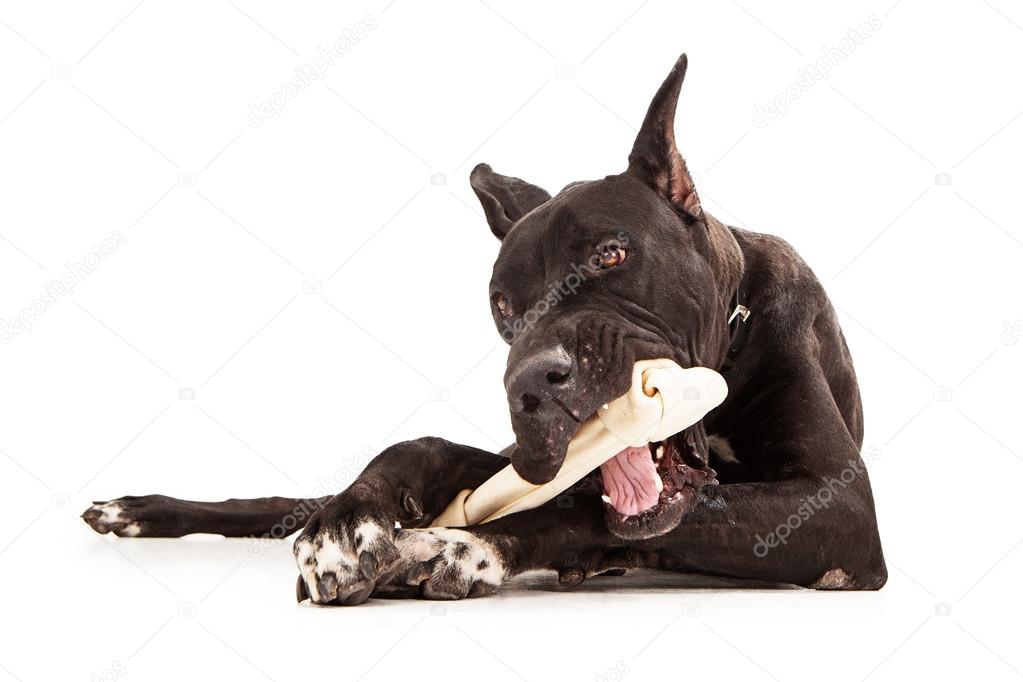Great Dane Dog Eating Bone