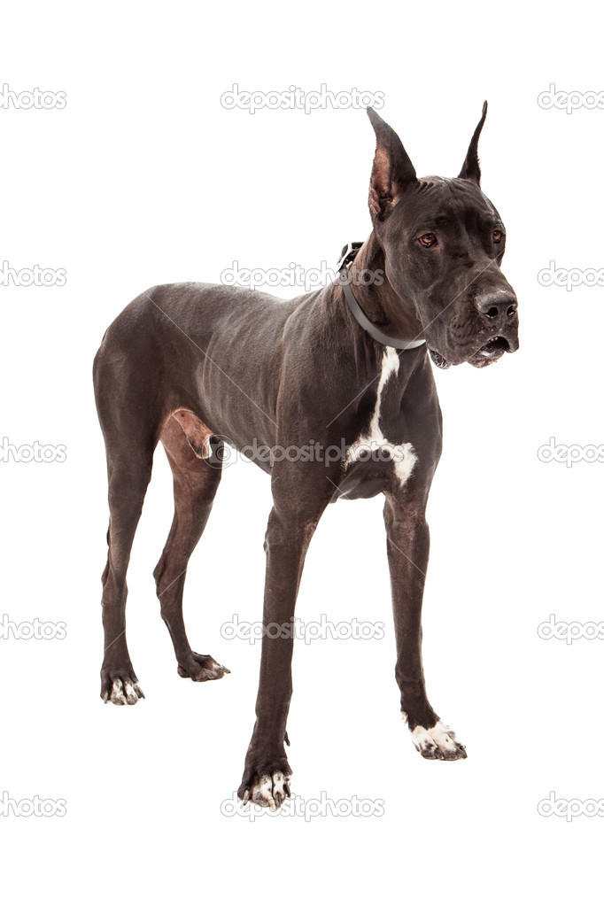 Great Dane Dog Standing