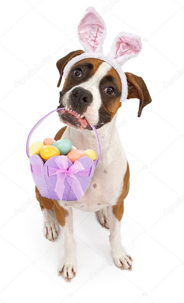 Boxer Dog Carrying Easter Basket