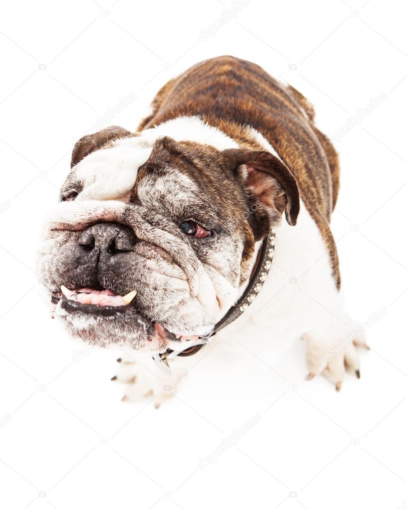 Bulldog With Under Bite
