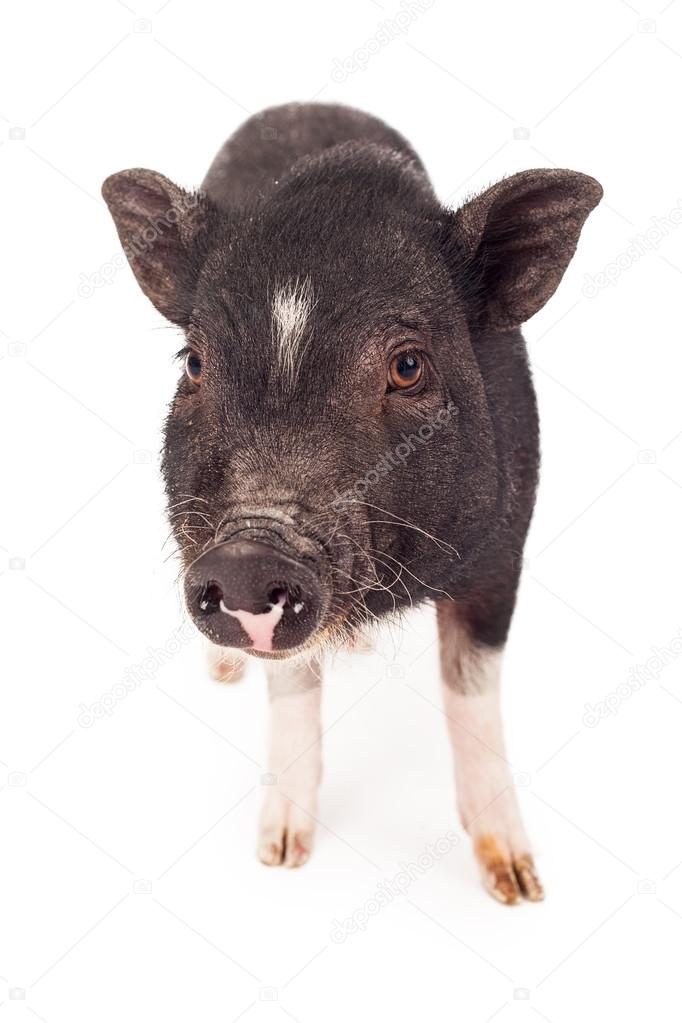Pig Facing Camera