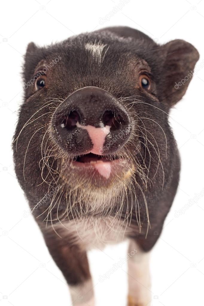 Pig Closeup