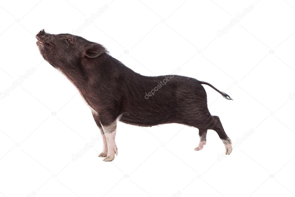Pig Profile With Nose in Air