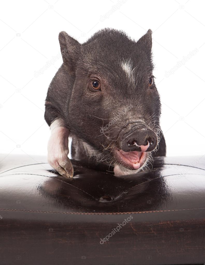 Pig with feet up on stool