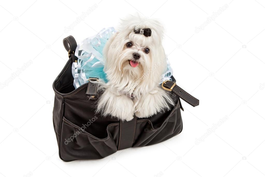 Maltese Dog in a Black Travel Carrier