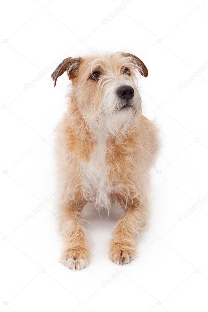 Mischlingshund legt sich hin Stockfotografie lizenzfreie Fotos