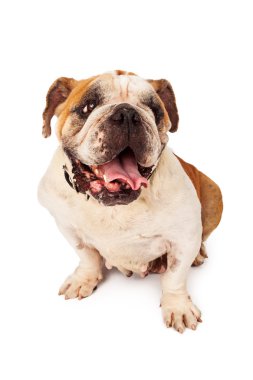 mutlu ifade ile kadın bulldog
