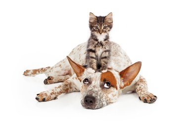 kafasında yavru köpekle catte