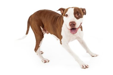 Friendly Pit Bull Dog Playing clipart