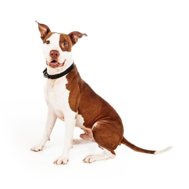 Pitbul karışık cins köpek mutlu