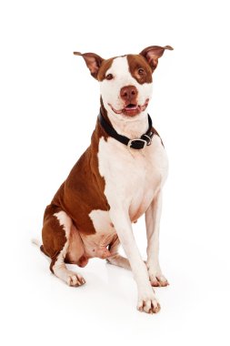 Pitbul köpek mutlu ifade ile