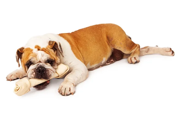 Bulldog deitado com osso — Fotografia de Stock