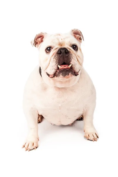 White Bulldog Sentado — Fotografia de Stock