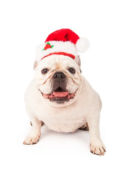 Bulldog bär santa hatt — Stockfoto