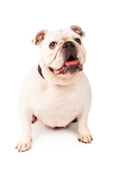 Bulldog ile mutlu ifade — Stok fotoğraf