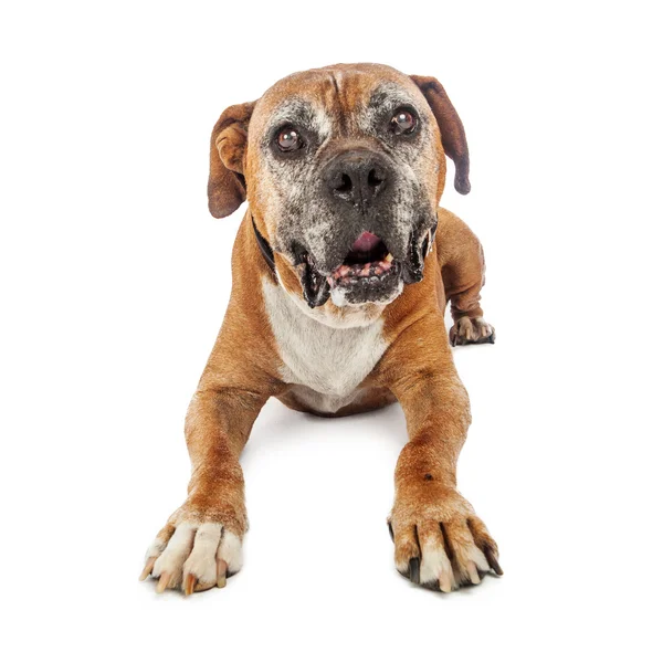 Osoby w podeszłym wieku bokser pies ustanawiające — Zdjęcie stockowe