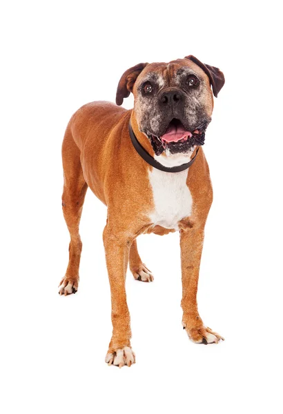 Gamla boxer hund stående — Stockfoto