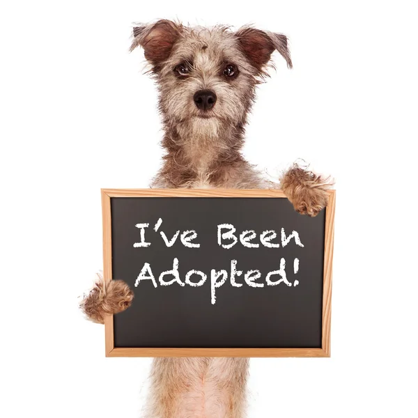 Terrier Mix Dog Holding Adoped Sign — Stock Photo, Image